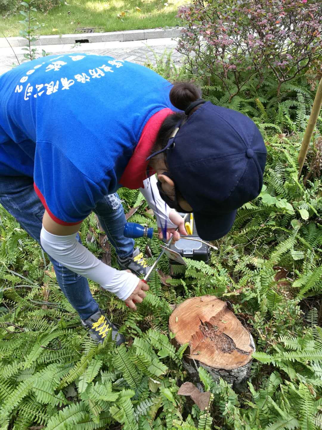 古树虫害防治